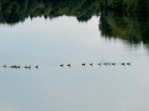 Les petits canards à l'entraînement